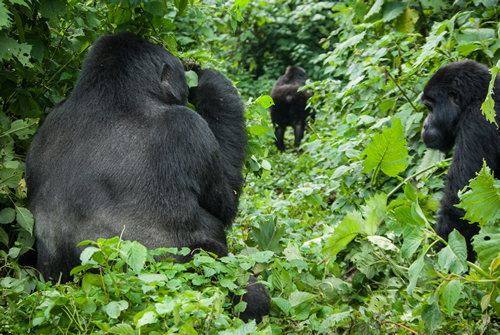 Gorilla Tourism In Africa Uganda And Rwanda