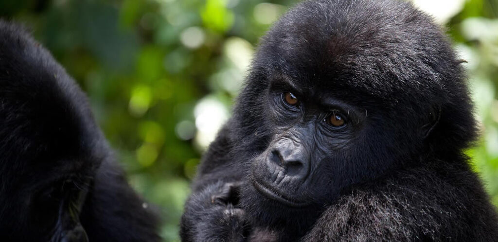 3 Days bwindi gorilla safari