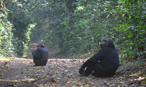 Chimpanzee Trekking in Uganda - Price of Chimpanzee Permits