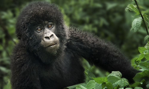 Congo Gorilla Groups and Families in Virunga National Park