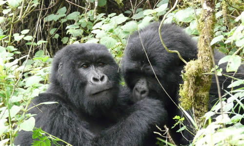 Gorilla Trekking in Mgahinga National Park