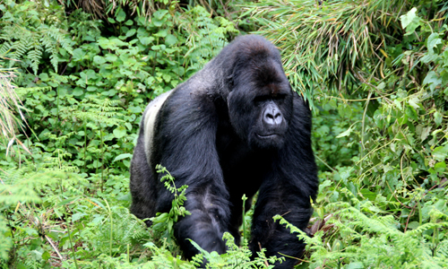 Rwanda Gorilla Groups - Gorilla Families in Volcanoes National Park