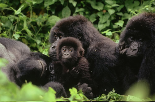 conservation of gorillas