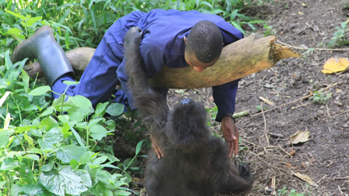 Senkwekwe Centre - Visiting the Mountain Gorilla Orphanage