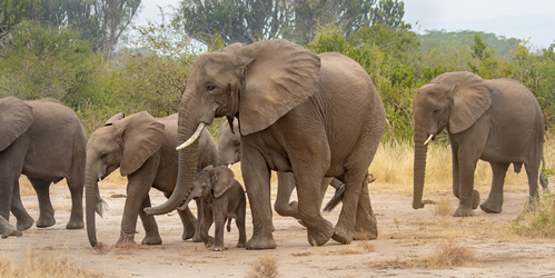 Queen Elizabeth National Park Uganda - Things To Do, Activities 