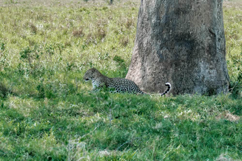 National Parks in Uganda