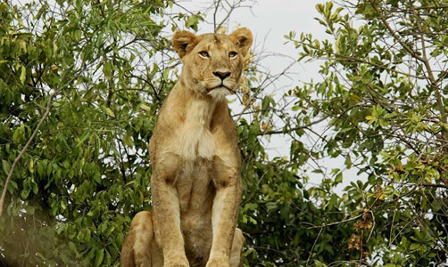 National Parks in Uganda