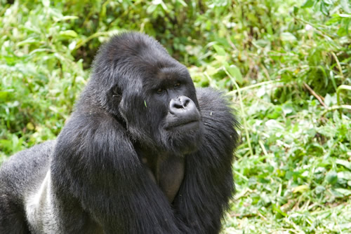 10 Days Wildlife Safari in Congo, Rwanda and Uganda