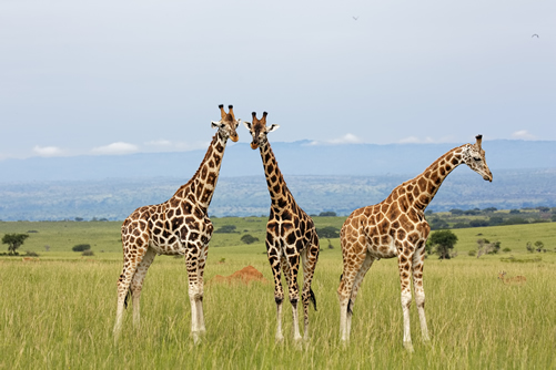 15 Days Uganda Wildlife Safari tour