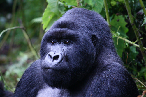 2 Day Gorilla Trekking safari Rwanda