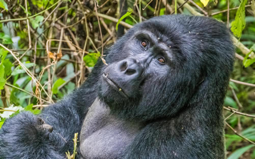 2 Days gorilla Tour Bwindi