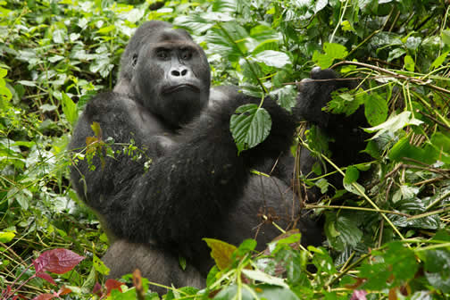 3 Days Lowland Gorilla Trekking