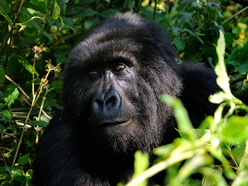 3 Days Gorilla Tour Congo