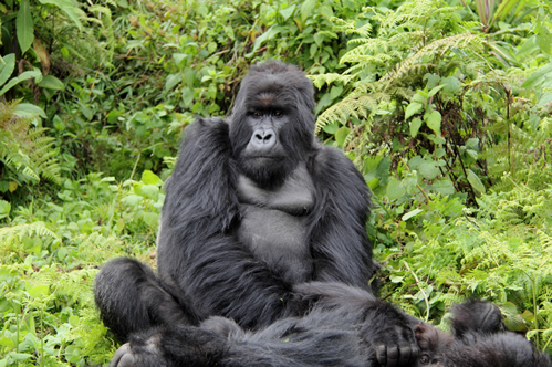 3 Days Rwanda Gorilla Tour and golden Monkey trekking