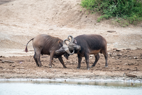 3 Days Queen Elizabeth National Park Safari