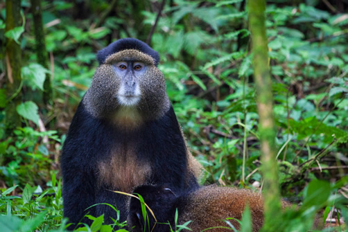 4 Days Rwanda Gorilla Safari and Golden Monkeys