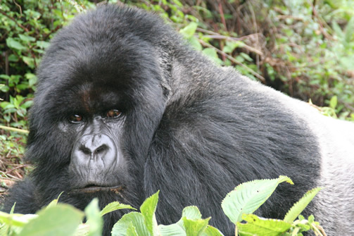 5 Days Rwanda Primates Safari