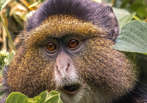 7 days Rwanda Primates safari tour