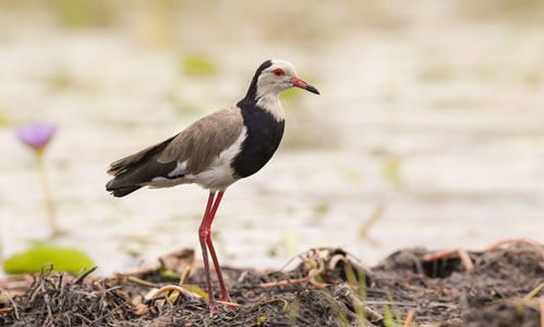 Mabamba Swamp and Wetland - Birdwatching and Shoebill Tours