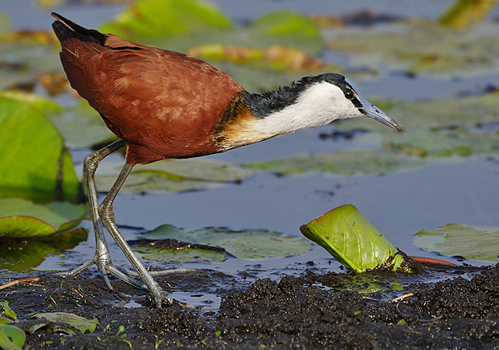 The Mabamba Bay Swamp and Wetland - Mabamba