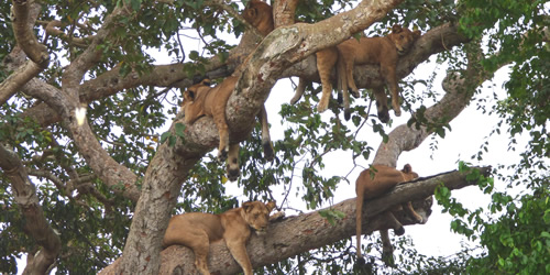 Tree Climbing Lions Uganda and Ishasha Queen Elizabeth National Park