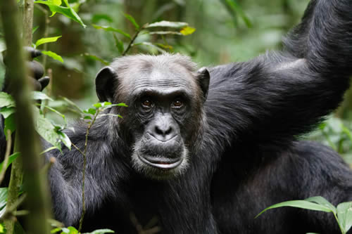 Chimpanzee habituation experience in Kibale Uganda