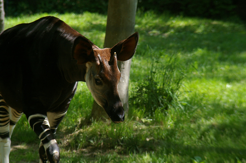 Congo Wildlife Safaris and tours