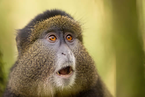 Golden Monkey trekking Rwanda and Uganda - Price and Cost