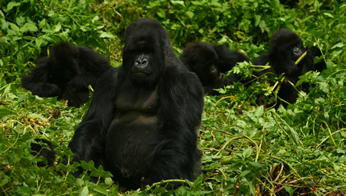 Congo Gorilla Groups and Familes