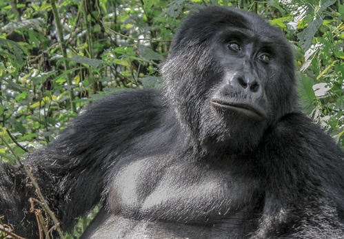 Gorilla Habituation experience