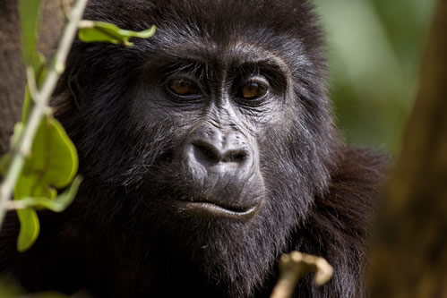 Gorilla in Uganda