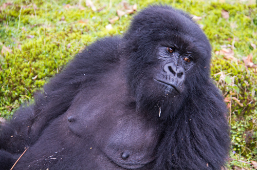 gorilla tracking in Uganda Rwanda and Congo