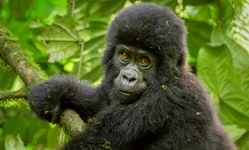 Gorilla Trekking in Bwindi Uganda