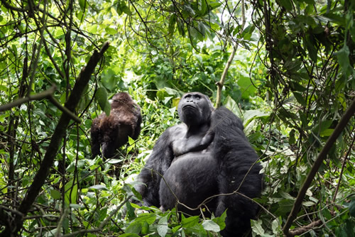 Eastern Lowland Gorilla Trekking in Congo