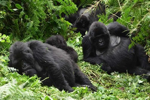 Mountain Gorillas