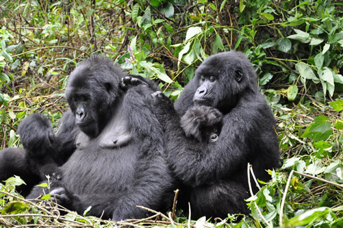 gorilla families and groups in Rwanda