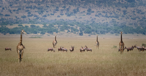 Rwanda Safaris