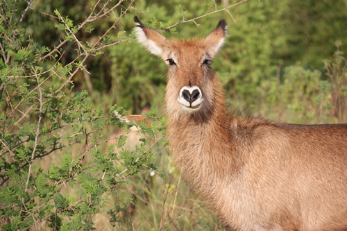 Uganda Willdlife Safaris