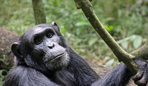 Chimpanzee Trekking in Kibale Forest National Park and Permits