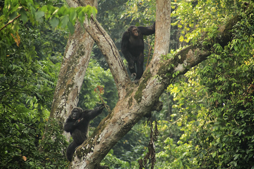 Chimpanzee Trekking in Kyambura Gorge - Kyambura Game Reserve