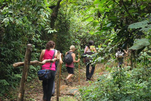 Chimpanzee Trekking in Nyungwe