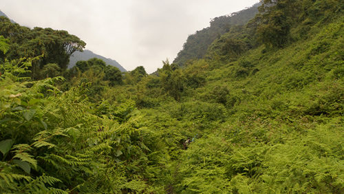 Chimpanzee Trekking in Kyambura Gorge - Kyambura Game Reserve