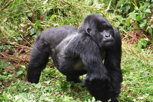 Gorilla Permits Uganda and Rwanda - Price, Cost and Availability