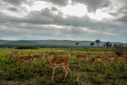 List of National Parks in Rwanda