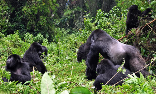 Facts About Mountain Gorillas - Diet, Habitat and Endangered Status