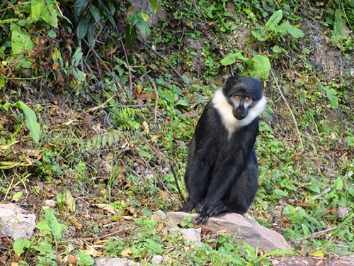 2 Days Nyungwe Tour Chimpanzees Canopy Walk And Igishigishigi Trail 