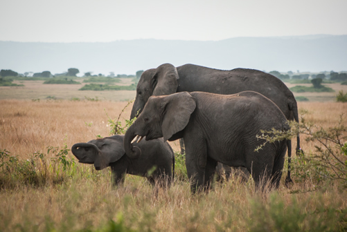 12 Days Uganda Wildlife Safari