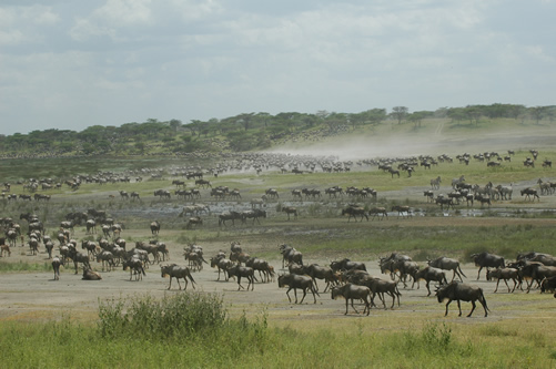 3 Days Serengeti Safari