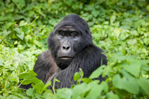 3 days Uganda Gorilla safari tour and lake Bunyonyi