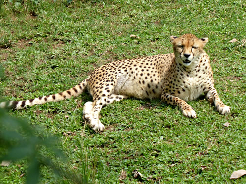 Entebbe Zoo Entrance Fee - Uganda Wildlife Education Centre Animals ...